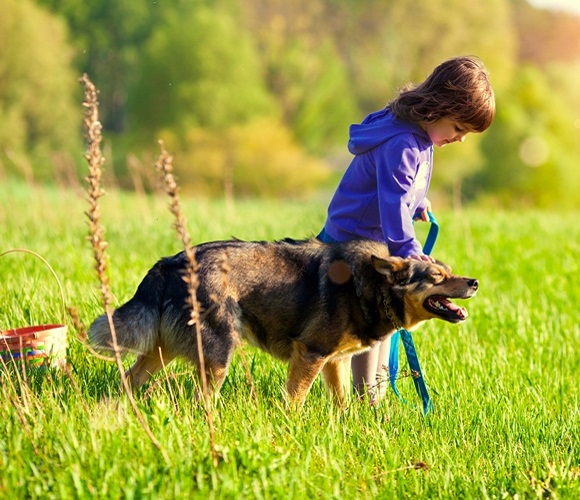 Lifes Abundance Dog Food