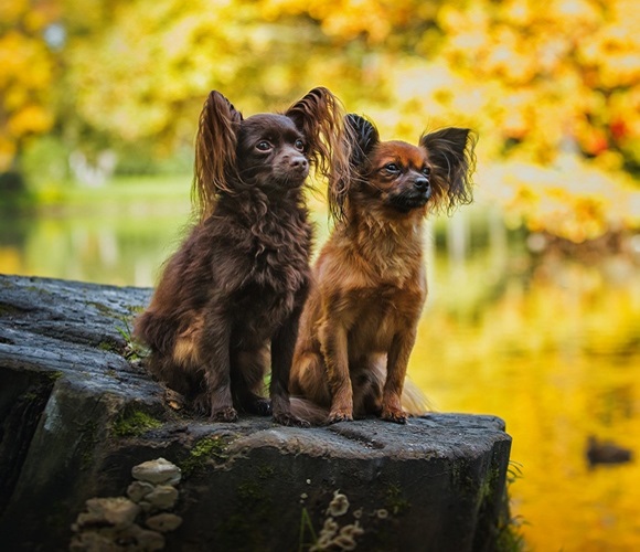 Life s Abundance Dog Food. Healthy Wholesome Pet Food and Treats